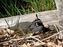 4.19- Colin de Californie (California Quail)